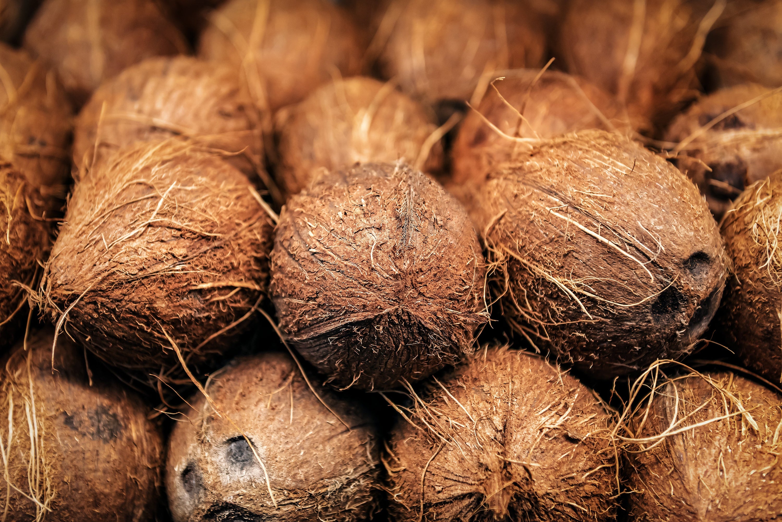 PALM FIBRE